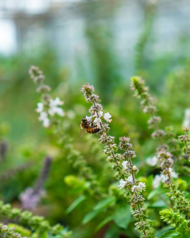 Vitaminherb 2024