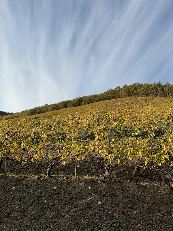 Domaine Abotia 2024